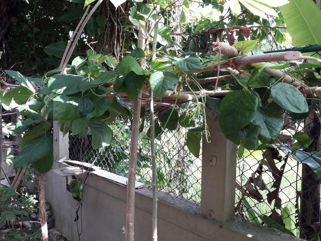 Arana Bungalow กอลล์ ภายนอก รูปภาพ